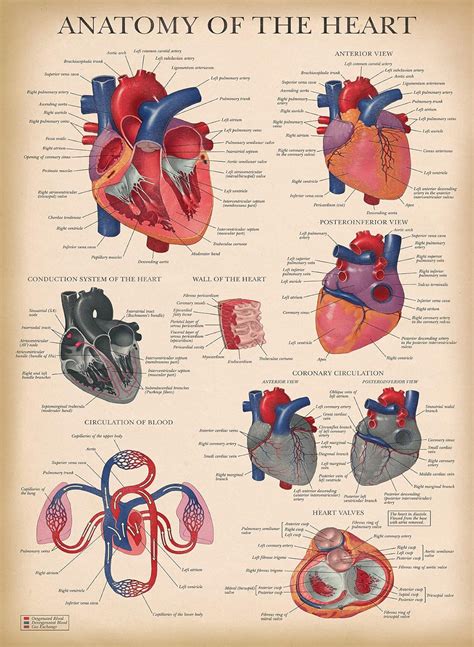 Palace Learning Vintage Heart Anatomy Poster Philippines Ubuy