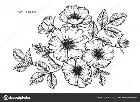 Fleur De Rose Sauvage Dessin Et Croquis Avec Dessin En Noir Et Blanc