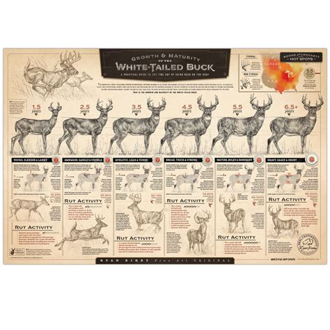 Whitetail Deer Aging Chart