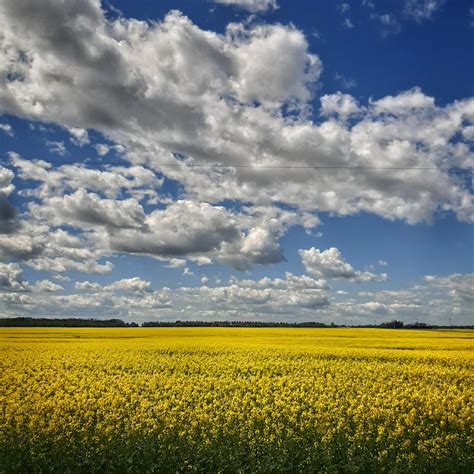 Alberta Canola Fields Love The Yellow And The Contrast R