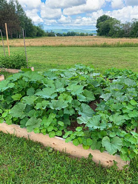 How to Control Squash Bugs With These Easy Organic Methods