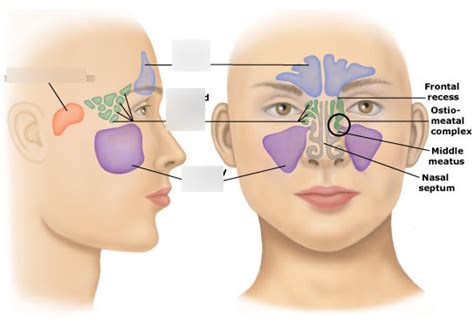 Chapter 16 Paranasal Sinuses Diagram Quizlet