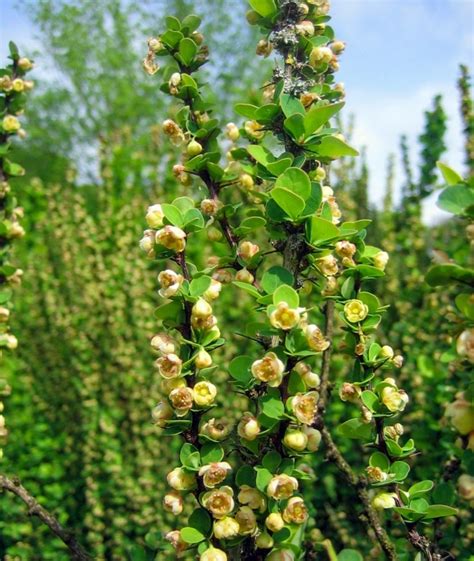 Барбарис тунберга Эректа. (Berberis thunbergii Erecta) С5 купить в ...