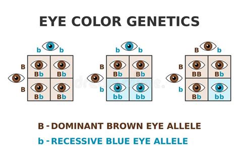 Eye Color Genetics. Brown Eyes and Blue Eyes Cross. Dominant Brown ...