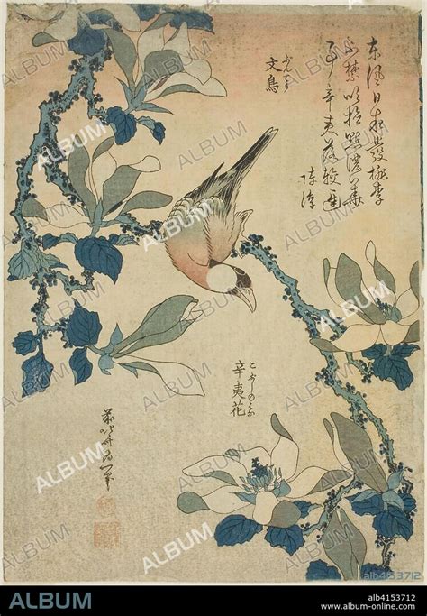 Paddy Bird And Magnolia Flowers Buncho Kobushi No Hana From An Untitled Series Of Flowers