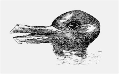 optical illusion   day duck  rabbit common sense evaluation