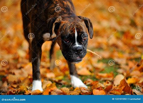 German boxer dog stock photo. Image of mammal, popular - 122101592