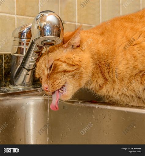 Funny Ginger Cat Image & Photo (Free Trial) | Bigstock