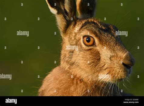 Hare face hi-res stock photography and images - Alamy