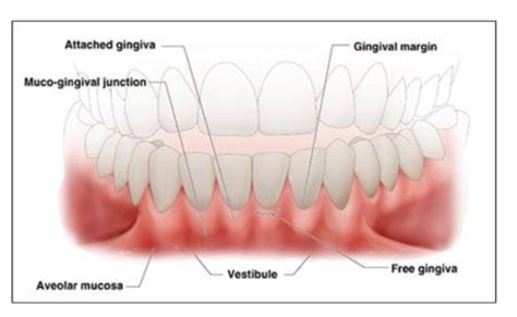 WEEK 11 GINGIVAL DENTOGINGIVAL JUNCTIONAL TISSUES Chapter 10