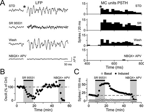 LFP oscillations require inhibition to appear. A, LFP recordings (left ... 