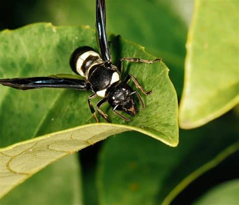 Easy Wasp Identification A Visual Guide To Common Types Of Wasps