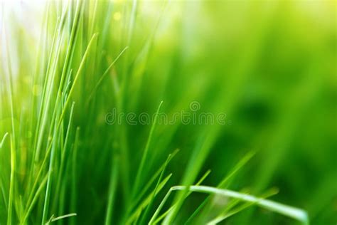 Primavera O Fondo Del Verano Con La Hierba Verde Imagen De Archivo