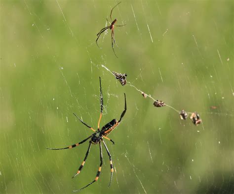 Banded Legged Golden Orb Web Spider From Ehlanzeni South Africa On