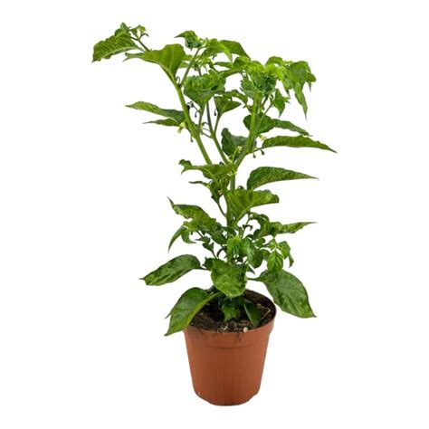 Peperoncino Piccante Trinidad Scorpion Rosso In Vaso Cm Amdgarden