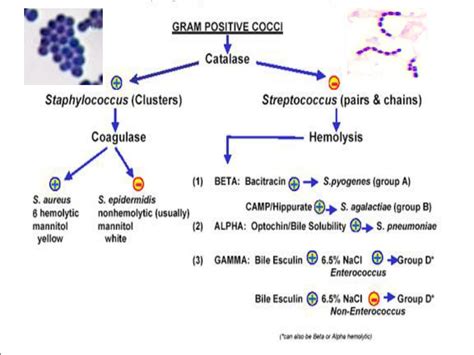 Ppt Gram Positive Cocci Gpc Powerpoint Presentation Free Download