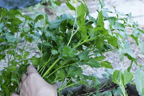 Cold Hardy Annual Herbs for Southern California