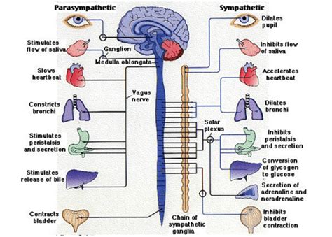 Sympathetic Nervous System Fight Or Flight