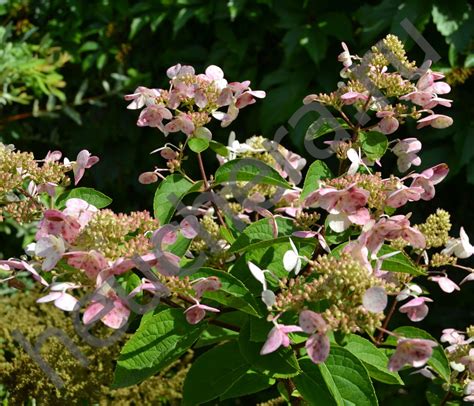 Гортензия метельчатая Вим'с Ред/WIM'S RED