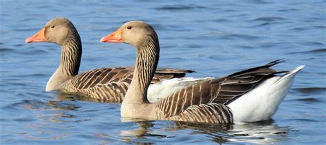 Greylag Geese – Photo by ianpreston – Be Your Own Birder