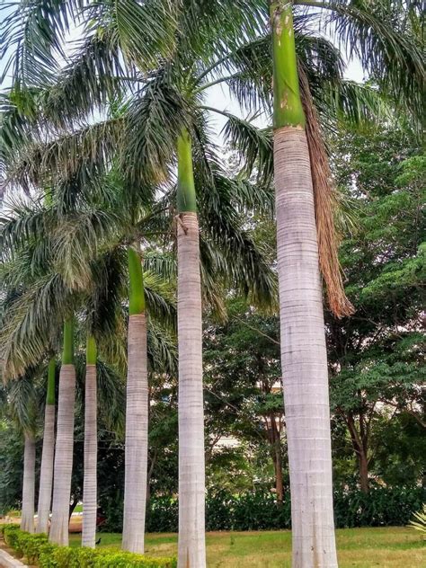 Roystonea Regia Florida Florida Royal Palm Quinta Dos Ouriques