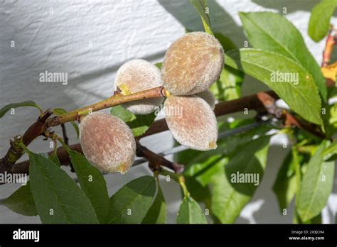 Peaches Growing On Fruit Trees Inside A Glasshouse Peach Variety Red