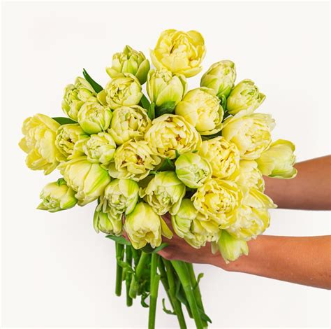 Tulip Bouquet Delivery | BloomsyBox