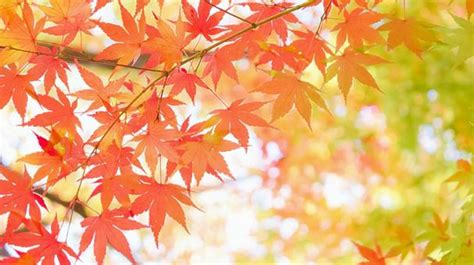 紅葉葉っぱの写真素材｜写真素材なら「写真ac」無料（フリー）ダウンロードok