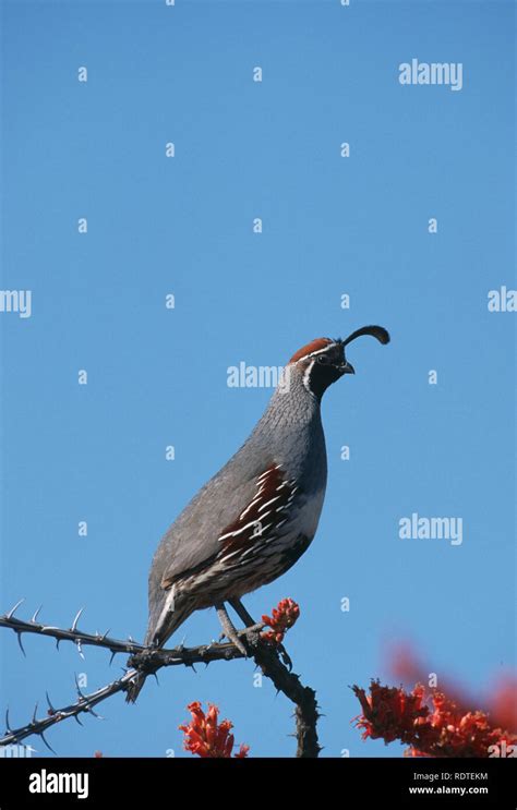 Gambels Quail Male Perched Hi Res Stock Photography And Images Alamy