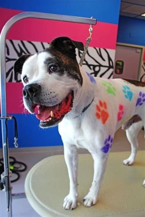 30 Dog Grooming Styles and Haircuts for Your Dog's New Look