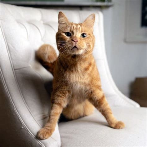 What Is Wobbly Cat Syndrome? · Kinship