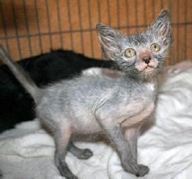 Lykoi Cat Breed Kittens Info, Temperament, Care, Training, Pictures