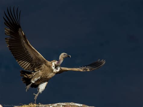 Vultures of the Old World - Africa Geographic