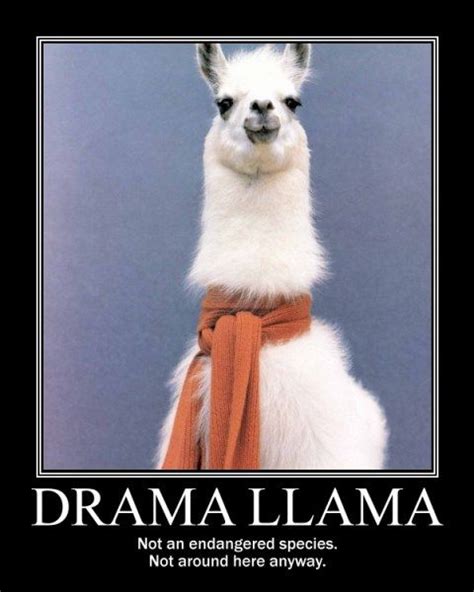 Drama Llama Meme