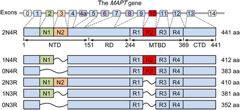 The Human Mapt Gene And Six Tau Isoforms In Human Brain The Mapt Gene