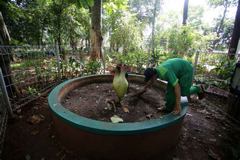 Pelestarian Bunga Bangkai Amorphophallus Titanum Di Arboretum