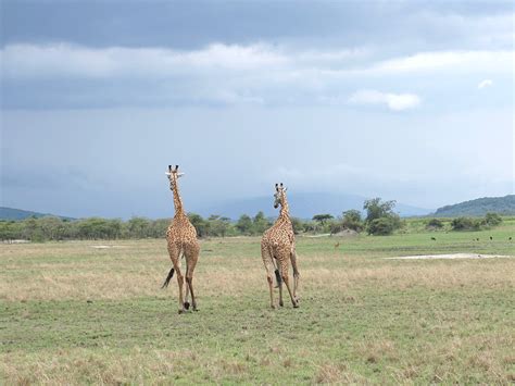 Rwanda Safari Prices Safari Vacations Travel Services Rwanda Safari