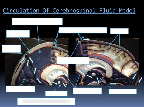 Circulation Of Cerebrospinal Fluid Model Diagram Quizlet