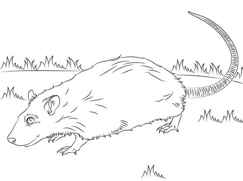 A Rat Coloring Page Free Printable Coloring Pages For Kids