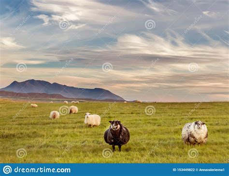 Prados Verdes Espaciosos Con El Pasto De Ovejas Mullidas Preciosas