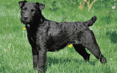 16 Amazing Facts About Patterdale Terriers You Might Not Know