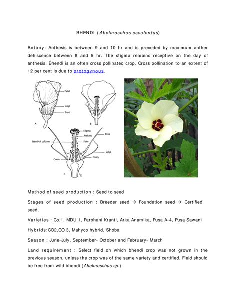 Seed Production Of Okra B H EN D I A B E L M O S Ch U S E S Cu L E