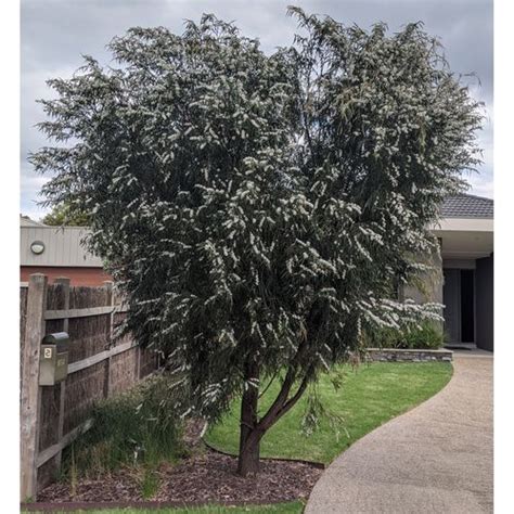 200mm Willow Myrtle Agonis Flexuosa Bunnings Australia