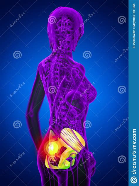 3d Medical Illustration Of The Pelvis Royalty Free Cartoon