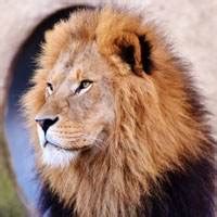 Top 60 imagen cuántos tipos de leones hay en el mundo Abzlocal mx