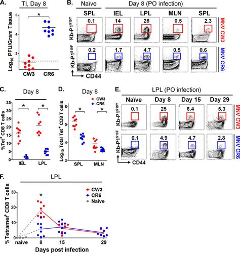 Robust Epitope P1 519 Specific T Cell Responses Following MNV