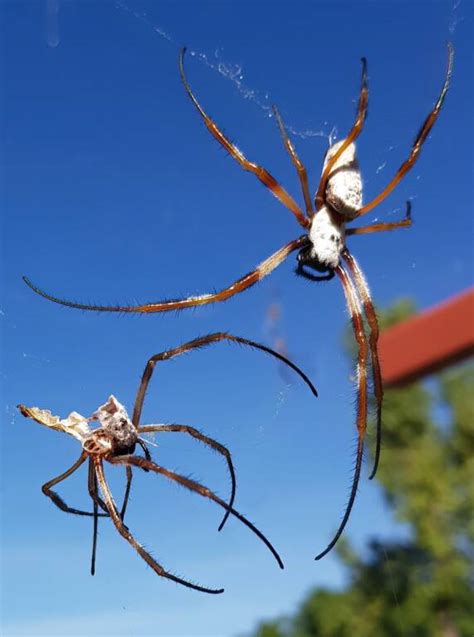 Golden Orb Weaver Moult Ausemade