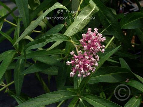 Photo Of The Bloom Of Swamp Milkweed Asclepias Incarnata Cinderella