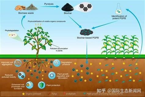 生物炭 细菌 植物协同修复有机污染土壤综述论文 知乎