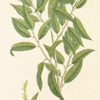 White Willow Bark Tea Recipe